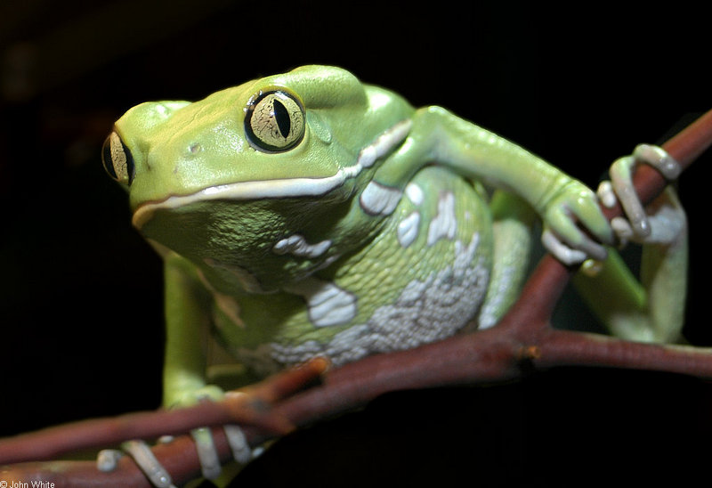 Frogs and Toads - Waxy Monkey Frog (Phyllomedusa sauvagii); DISPLAY FULL IMAGE.