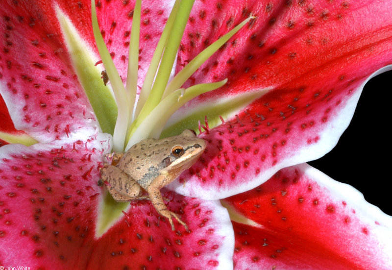 Frogs and Toads - xx_Upland Chorus Frog (Pseudacris feriarum feriarum); DISPLAY FULL IMAGE.
