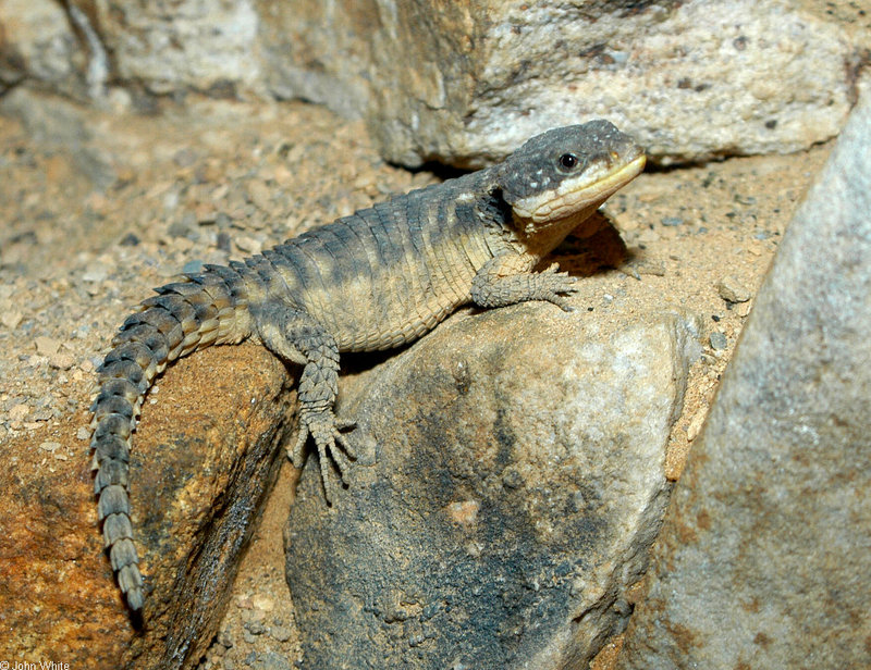 Lizards - Armadillo girdle-tailed lizard (Cordylus cataphractus) -- Ouroborus cataphractus; DISPLAY FULL IMAGE.