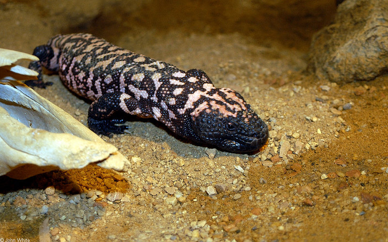Lizards - Gila Monster (Heloderma suspectum)002; DISPLAY FULL IMAGE.