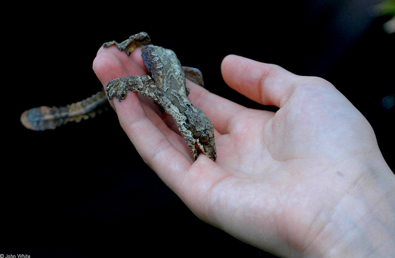 Lizards - OUCH-Flying Gecko (ptychozoon kuhli)014; DISPLAY FULL IMAGE.