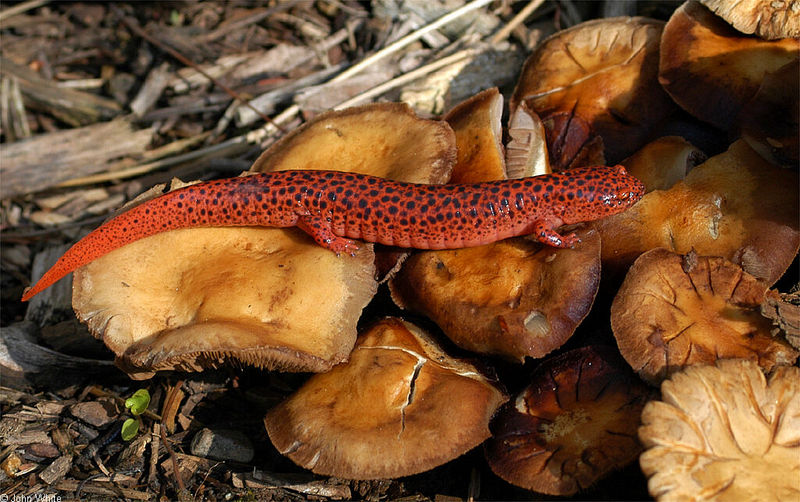 Salamanders - Northern Red Salamander (Pseudotriton ruber ruber)105; DISPLAY FULL IMAGE.