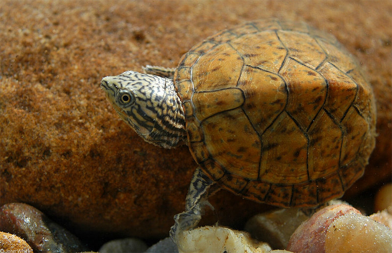 Turtles - Stripe-neck Musk Turtle (Sternotherus minor peltifer)063; DISPLAY FULL IMAGE.