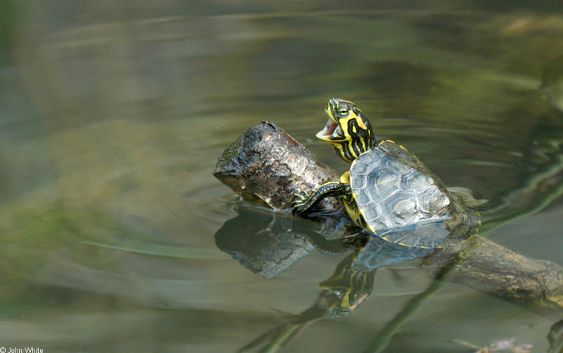 Turtles - Yellowbelly Slider  (Trachemys scripta scripta)450; DISPLAY FULL IMAGE.