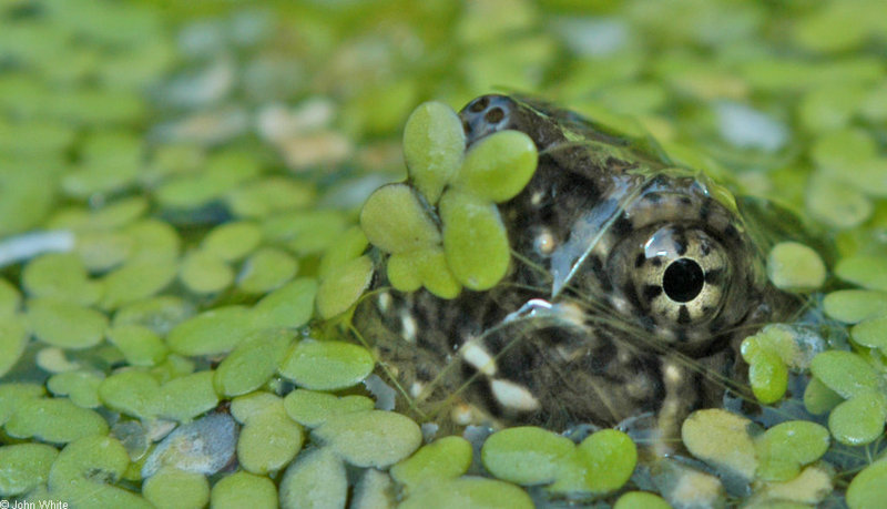 Turtles - neonate snapping turtle 0002; DISPLAY FULL IMAGE.