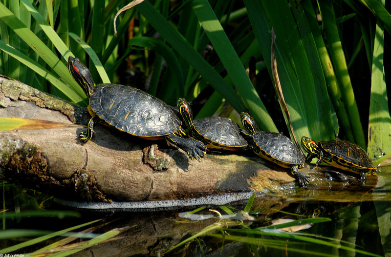 Turtles - red-eared-sliders; DISPLAY FULL IMAGE.