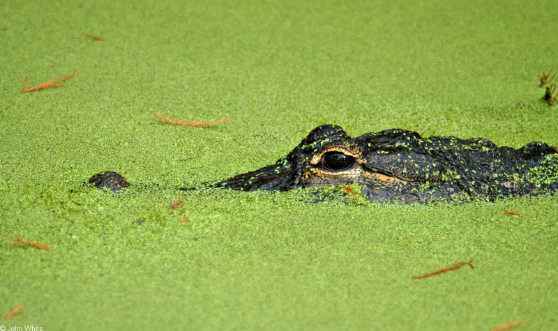 Crocodilians - American Alligator (Alligator mississipiensis)0532 - gator (Alligator mississippiensis); DISPLAY FULL IMAGE.