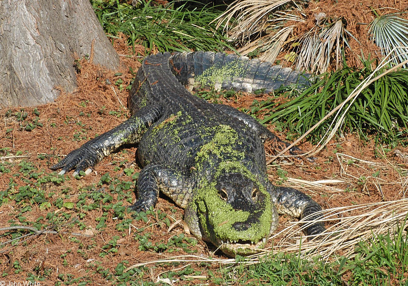 Crocodilians - American Alligator (Alligator mississipiensis)0533; DISPLAY FULL IMAGE.