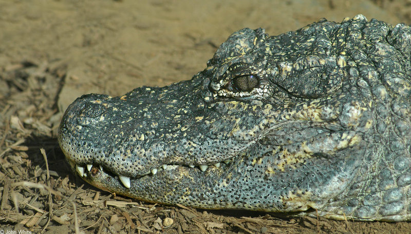 Crocodilians - Chinese Alligator (Alligator sinensis)007; DISPLAY FULL IMAGE.