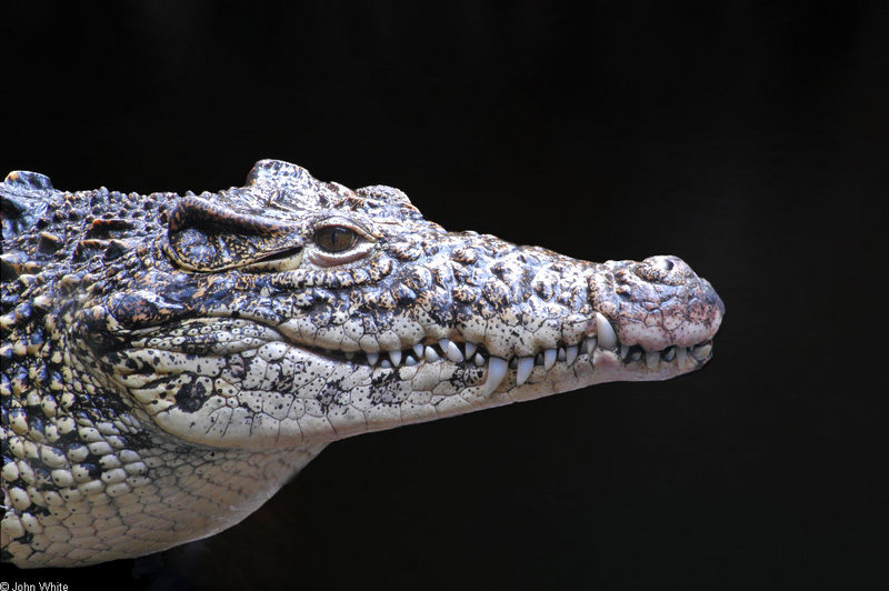 Crocodilians - Cuban Crocodile (Crocodylus rhombifer) 531; DISPLAY FULL IMAGE.