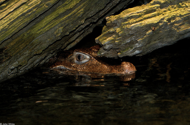 Crocodilians - Cuvier's Dwarf Caiman (Paleosuchus palpebrosus)001; DISPLAY FULL IMAGE.