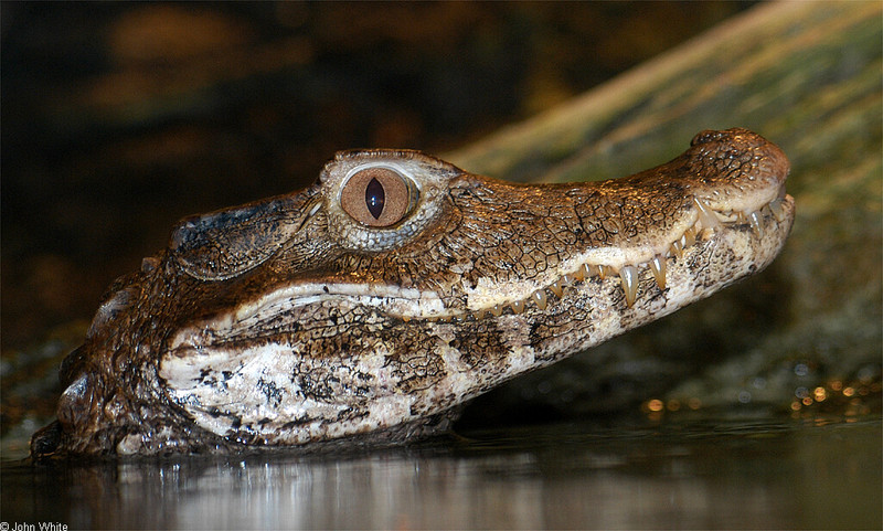 Crocodilians - Cuvier's Dwarf Caiman (Paleosuchus palpebrosus)8; DISPLAY FULL IMAGE.
