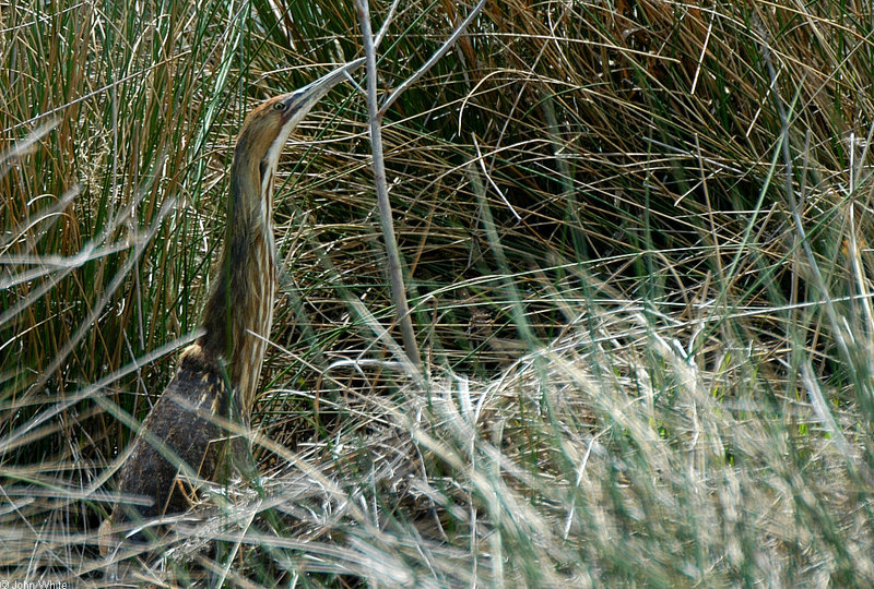 Birds - American Bittern (Botaurus lentiginosus)154; DISPLAY FULL IMAGE.