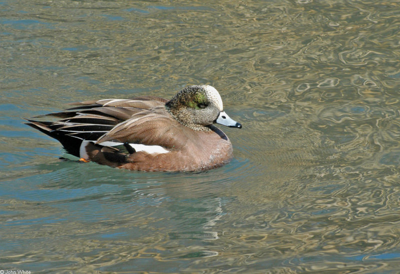 Birds - American Wigeon (Anas americana); DISPLAY FULL IMAGE.