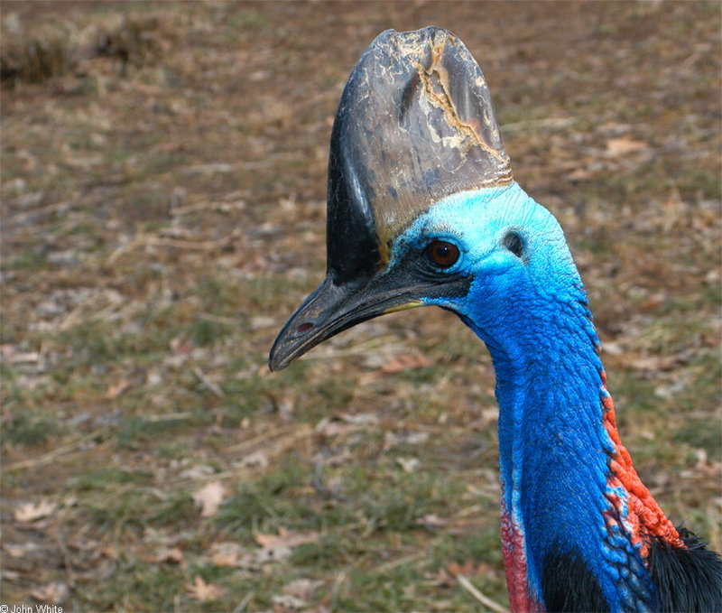 Birds - Double-wattled Cassowary (Casuarius casuarius casuarius); DISPLAY FULL IMAGE.