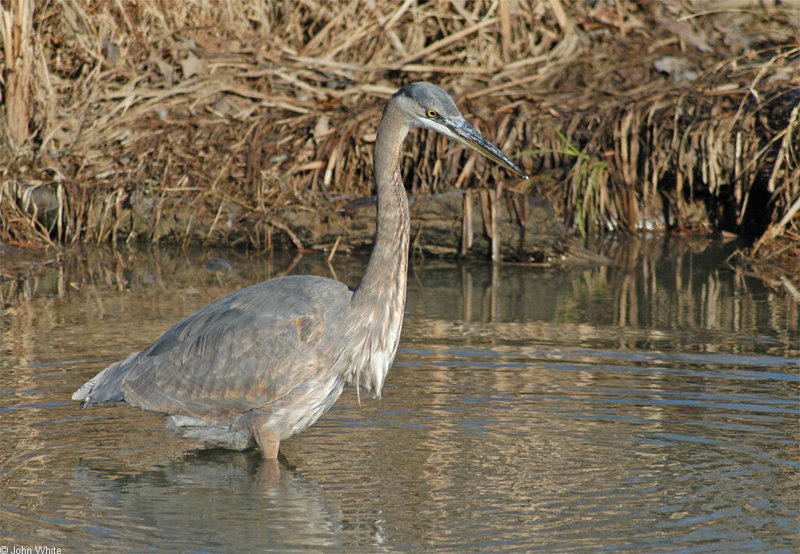 Birds - Great Blue Heron1001-1024 = great blue heron (Ardea herodias); DISPLAY FULL IMAGE.