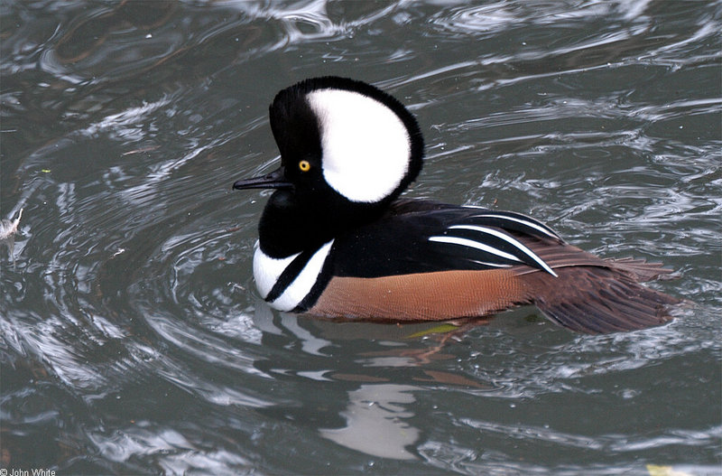 Birds - Hooded Merganser (Lophodytes cucullatus)005; DISPLAY FULL IMAGE.