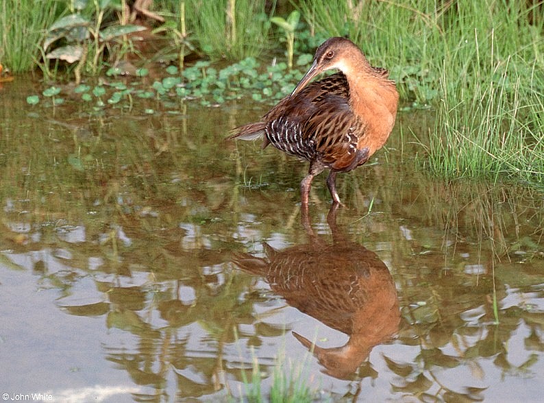 Birds - King Rail 100; DISPLAY FULL IMAGE.
