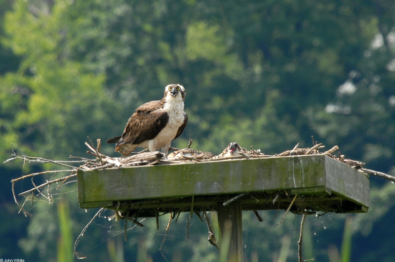 Birds - Osprey  (Pandion haliaetus); DISPLAY FULL IMAGE.