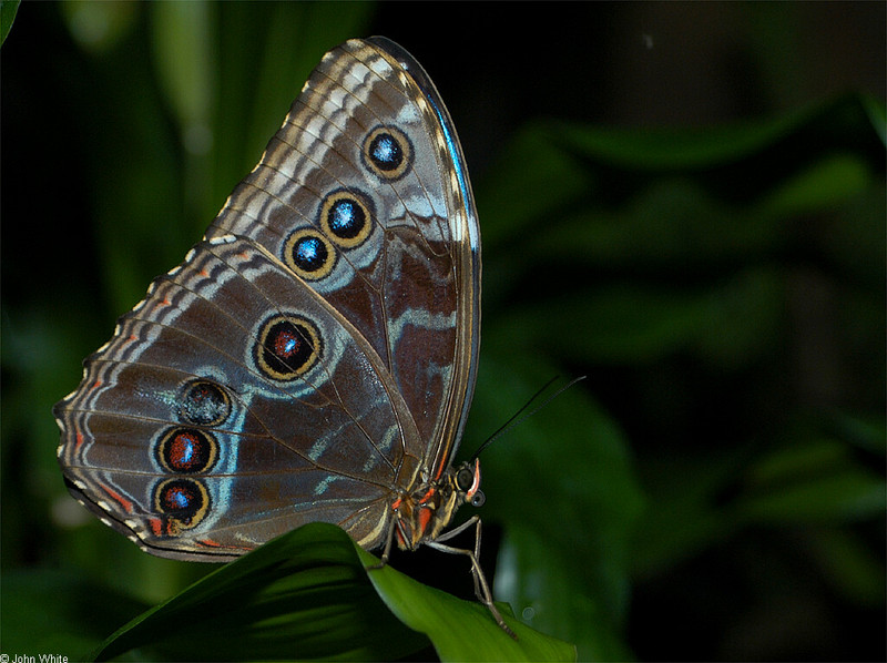 Invertebrates - Blue Morpho (Morpho peleides)044; DISPLAY FULL IMAGE.