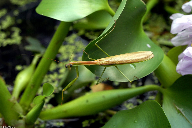 Invertebrates - Chinese Mantid (Tenodera aridifolia)001; DISPLAY FULL IMAGE.