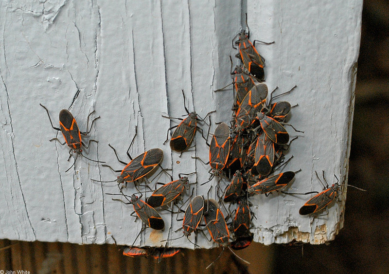 Invertebrates - Eastern Boxelder Bug (Leptocoris trivittatus)006; DISPLAY FULL IMAGE.