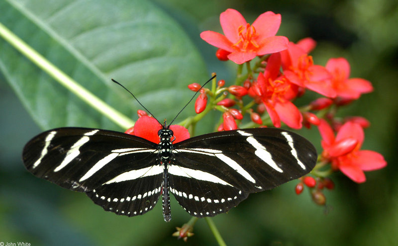Invertebrates - Zebra Longwing Butterfly (Heliconius charithonia); DISPLAY FULL IMAGE.