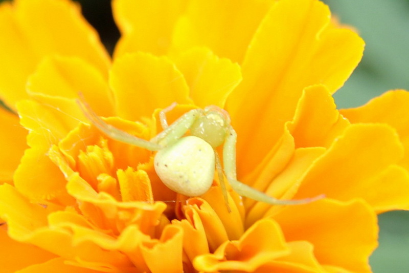 Crab Spider {!--이름모를 게거미-->; DISPLAY FULL IMAGE.