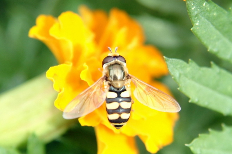 Hoverfly {!--꽃등에 종류-->; DISPLAY FULL IMAGE.