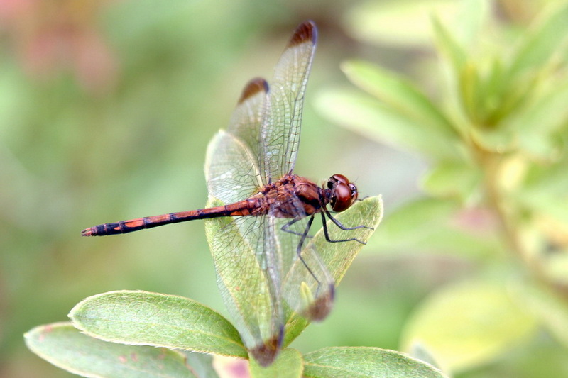 Dragonfly {!--이름모를 잠자리-->; DISPLAY FULL IMAGE.