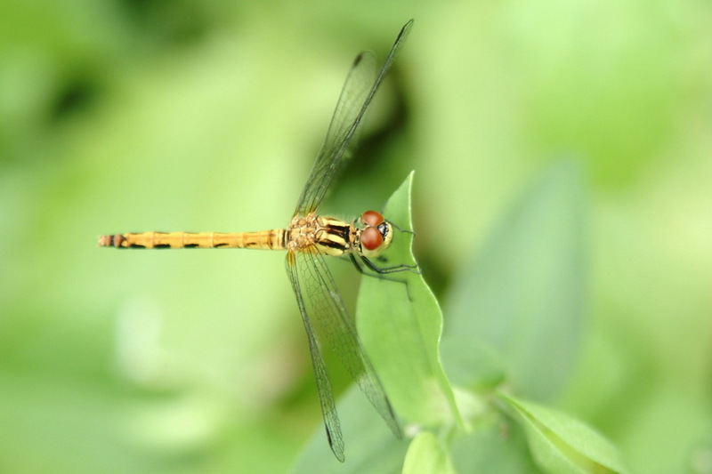 Dragonfly {!--이름모를 잠자리-->; DISPLAY FULL IMAGE.