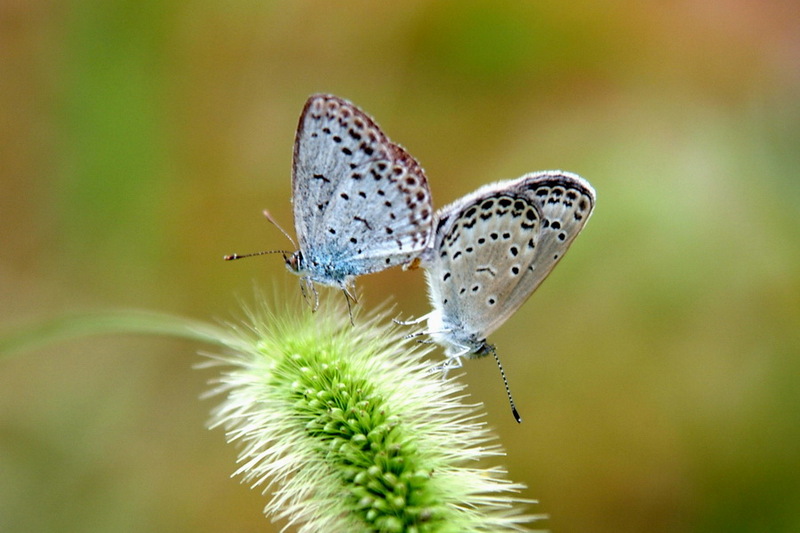 Pale Grass Blue Butterflies mating {!--남방부전나비, 짝짓기-->; DISPLAY FULL IMAGE.