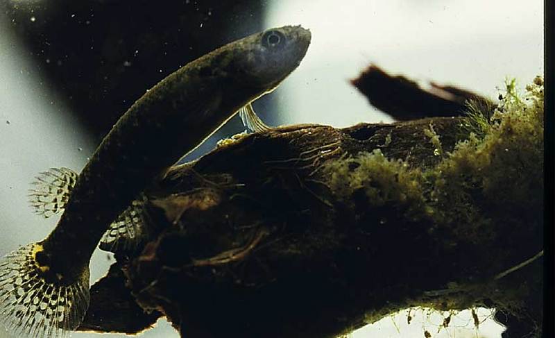 Mangrove Rivulus (Rivulus marmoratus); DISPLAY FULL IMAGE.