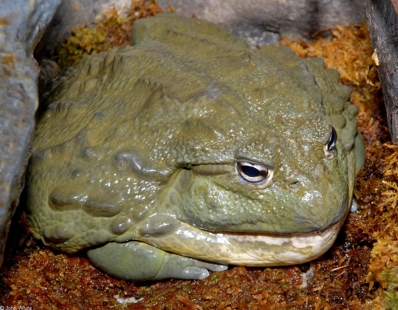 African Bullfrog (Pyxicephalus adspersus); DISPLAY FULL IMAGE.