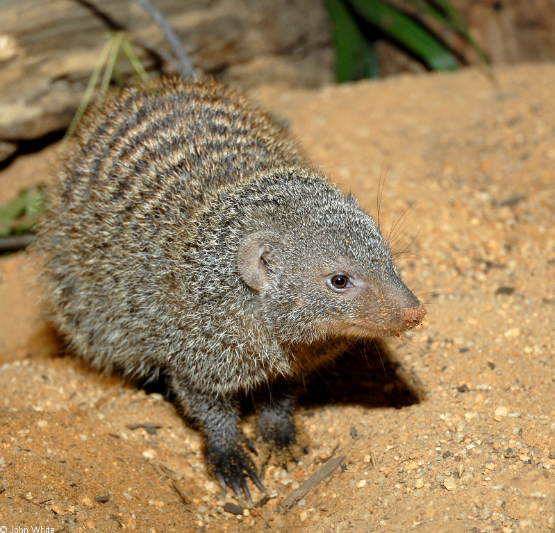 Banded Mongoose (Mungos mungo); DISPLAY FULL IMAGE.