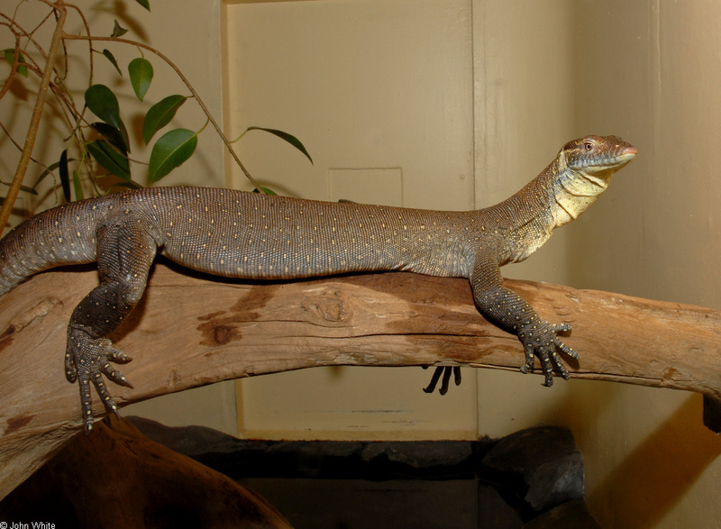 Merten's Water Monitor (Varanus mertensi); DISPLAY FULL IMAGE.