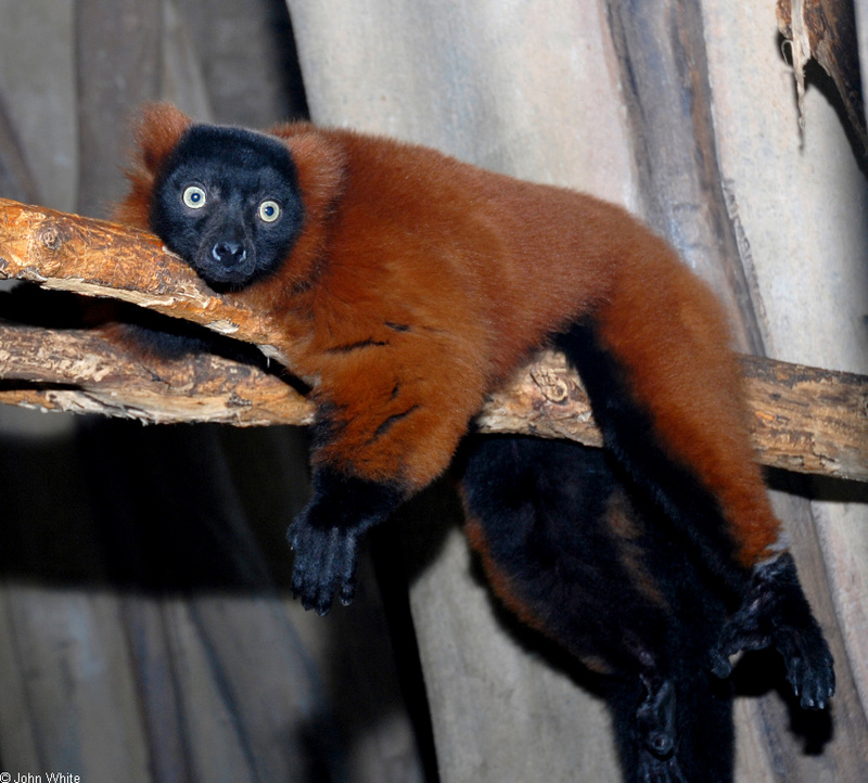 Red-Ruffed Lemur (Varecia variegata rubra); DISPLAY FULL IMAGE.