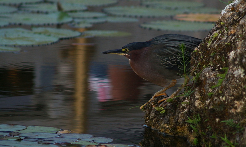 (Animals from Disney Trip) Green-backed Heron; DISPLAY FULL IMAGE.