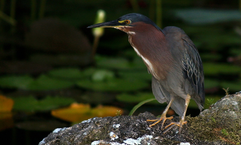 (Animals from Disney Trip) Green-backed Heron; DISPLAY FULL IMAGE.