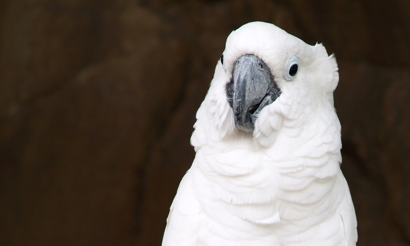 (Animals from Disney Trip) Umbrella Cockatoo; DISPLAY FULL IMAGE.