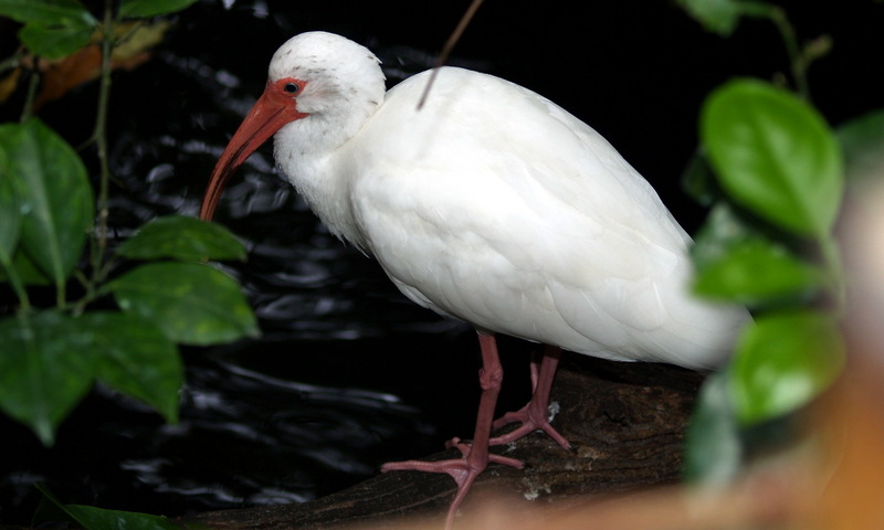 (Animals from Disney Trip) American White Ibis; DISPLAY FULL IMAGE.