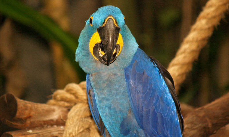 (Animals from Disney Trip) Macaw; DISPLAY FULL IMAGE.