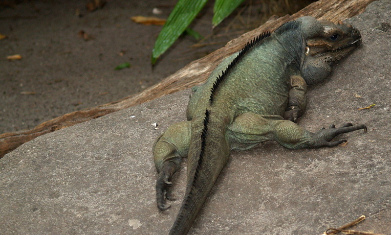 (Animals from Disney Trip) Rhinoceros Iguana; DISPLAY FULL IMAGE.