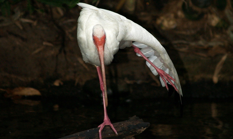 (Animals from Disney Trip) American White Ibis; DISPLAY FULL IMAGE.