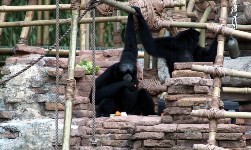 (Animals from Disney Trip) Monkeys - siamang (Symphalangus syndactylus); DISPLAY FULL IMAGE.