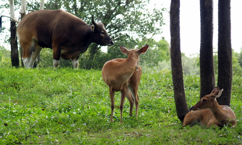 (Animals from Disney Trip) Deer; DISPLAY FULL IMAGE.