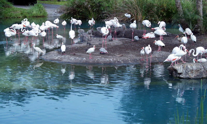 (Animals from Disney Trip) American White Ibises; DISPLAY FULL IMAGE.