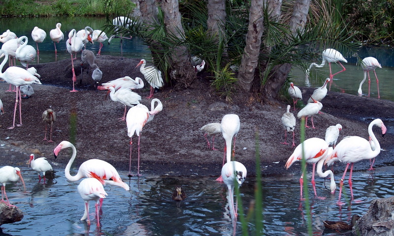 (Animals from Disney Trip) American White Ibises; DISPLAY FULL IMAGE.