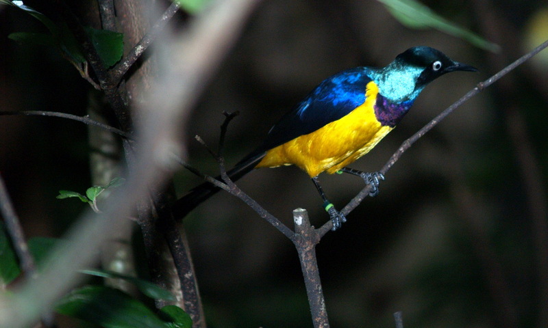 (Animals from Disney Trip) Golden-breasted Starling (Cosmopsarus regius); DISPLAY FULL IMAGE.