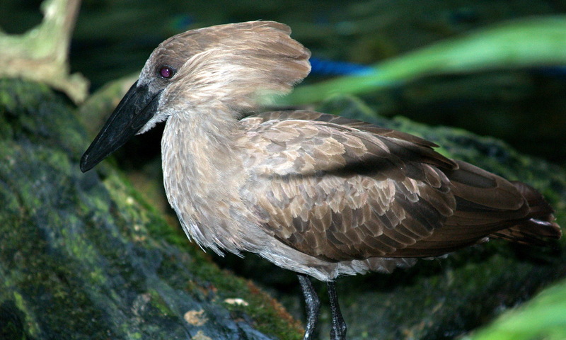 (Animals from Disney Trip) Hammerkop; DISPLAY FULL IMAGE.